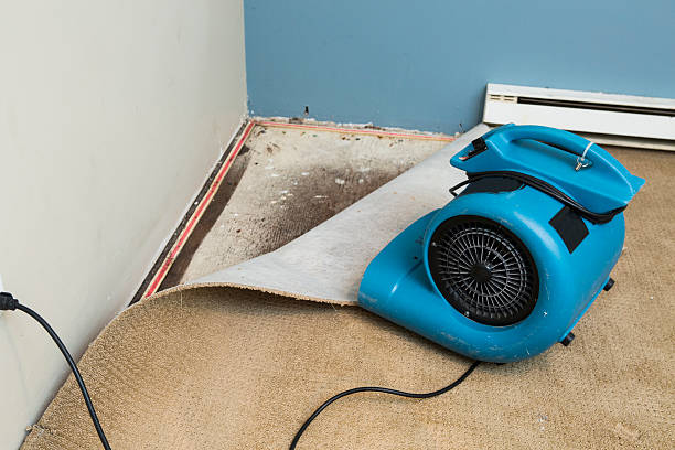 Best Basement water damage restoration  in Young Harris, GA